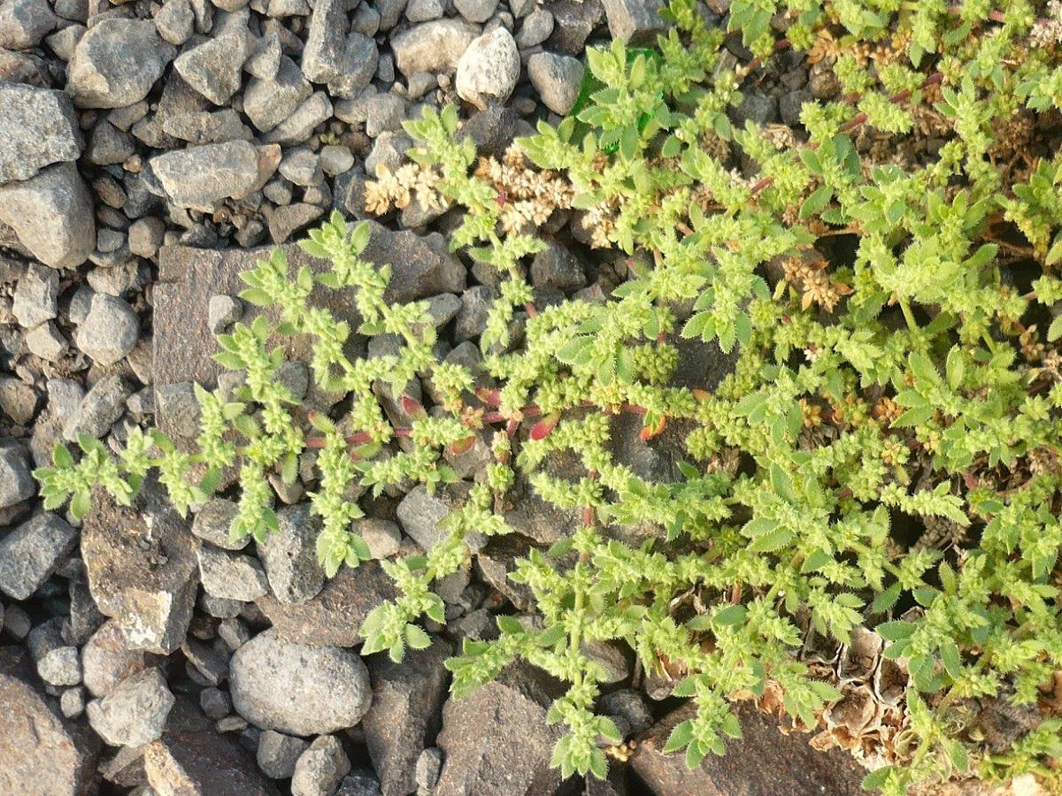 Herniaria hirsuta (Caryophyllaceae)